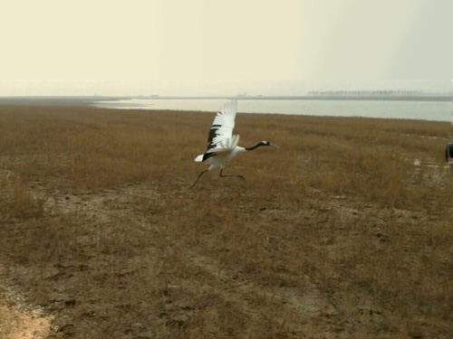 2016��11�������䵥�����׻ع��Ⱥ