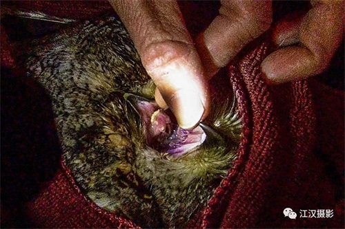 7790±Ø·¢¼¯ÍŹÙÍøÈë¿Ú,ºþÄÏÒ°Éú¶¯Îï×·×Ù,ºþÄÏÎÀÐÇ×·×ÙÆ÷,ºþÄÏ×·×ÙÆ÷ 7790±Ø·¢¼¯ÍŹÙÍøÈë¿Ú,ºþÄÏÒ°Éú¶¯Îï×·×Ù,ºþÄÏÎÀÐÇ×·×ÙÆ÷,ºþÄÏ×·×ÙÆ÷