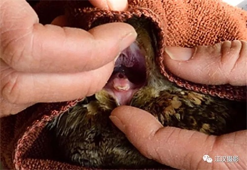 7790±Ø·¢¼¯ÍŹÙÍøÈë¿Ú,ºþÄÏÒ°Éú¶¯Îï×·×Ù,ºþÄÏÎÀÐÇ×·×ÙÆ÷,ºþÄÏ×·×ÙÆ÷ 7790±Ø·¢¼¯ÍŹÙÍøÈë¿Ú,ºþÄÏÒ°Éú¶¯Îï×·×Ù,ºþÄÏÎÀÐÇ×·×ÙÆ÷,ºþÄÏ×·×ÙÆ÷