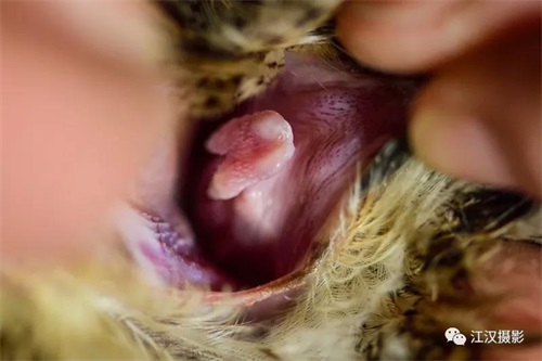 7790±Ø·¢¼¯ÍŹÙÍøÈë¿Ú,ºþÄÏÒ°Éú¶¯Îï×·×Ù,ºþÄÏÎÀÐÇ×·×ÙÆ÷,ºþÄÏ×·×ÙÆ÷ 7790±Ø·¢¼¯ÍŹÙÍøÈë¿Ú,ºþÄÏÒ°Éú¶¯Îï×·×Ù,ºþÄÏÎÀÐÇ×·×ÙÆ÷,ºþÄÏ×·×ÙÆ÷