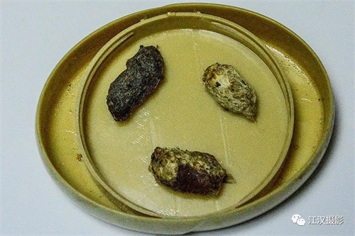 7790±Ø·¢¼¯ÍŹÙÍøÈë¿Ú,ºþÄÏÒ°Éú¶¯Îï×·×Ù,ºþÄÏÎÀÐÇ×·×ÙÆ÷,ºþÄÏ×·×ÙÆ÷ 7790±Ø·¢¼¯ÍŹÙÍøÈë¿Ú,ºþÄÏÒ°Éú¶¯Îï×·×Ù,ºþÄÏÎÀÐÇ×·×ÙÆ÷,ºþÄÏ×·×ÙÆ÷