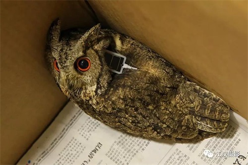 7790±Ø·¢¼¯ÍŹÙÍøÈë¿Ú,ºþÄÏÒ°Éú¶¯Îï×·×Ù,ºþÄÏÎÀÐÇ×·×ÙÆ÷,ºþÄÏ×·×ÙÆ÷ 7790±Ø·¢¼¯ÍŹÙÍøÈë¿Ú,ºþÄÏÒ°Éú¶¯Îï×·×Ù,ºþÄÏÎÀÐÇ×·×ÙÆ÷,ºþÄÏ×·×ÙÆ÷