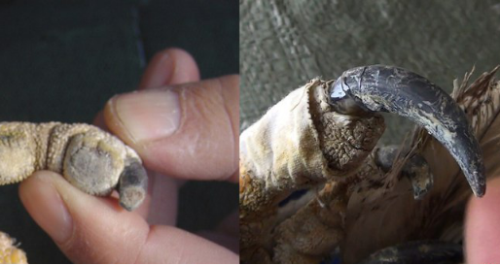 7790±Ø·¢¼¯ÍŹÙÍøÈë¿Ú,ºþÄÏÒ°Éú¶¯Îï×·×Ù,ºþÄÏÎÀÐÇ×·×ÙÆ÷,ºþÄÏ×·×ÙÆ÷ 7790±Ø·¢¼¯ÍŹÙÍøÈë¿Ú,ºþÄÏÒ°Éú¶¯Îï×·×Ù,ºþÄÏÎÀÐÇ×·×ÙÆ÷,ºþÄÏ×·×ÙÆ÷