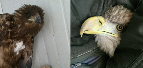 7790±Ø·¢¼¯ÍŹÙÍøÈë¿Ú,ºþÄÏÒ°Éú¶¯Îï×·×Ù,ºþÄÏÎÀÐÇ×·×ÙÆ÷,ºþÄÏ×·×ÙÆ÷ 7790±Ø·¢¼¯ÍŹÙÍøÈë¿Ú,ºþÄÏÒ°Éú¶¯Îï×·×Ù,ºþÄÏÎÀÐÇ×·×ÙÆ÷,ºþÄÏ×·×ÙÆ÷