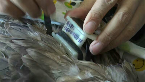 7790±Ø·¢¼¯ÍŹÙÍøÈë¿Ú,ºþÄÏÒ°Éú¶¯Îï×·×Ù,ºþÄÏÎÀÐÇ×·×ÙÆ÷,ºþÄÏ×·×ÙÆ÷ 7790±Ø·¢¼¯ÍŹÙÍøÈë¿Ú,ºþÄÏÒ°Éú¶¯Îï×·×Ù,ºþÄÏÎÀÐÇ×·×ÙÆ÷,ºþÄÏ×·×ÙÆ÷