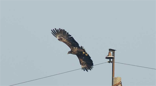 7790±Ø·¢¼¯ÍŹÙÍøÈë¿Ú,ºþÄÏÒ°Éú¶¯Îï×·×Ù,ºþÄÏÎÀÐÇ×·×ÙÆ÷,ºþÄÏ×·×ÙÆ÷ 7790±Ø·¢¼¯ÍŹÙÍøÈë¿Ú,ºþÄÏÒ°Éú¶¯Îï×·×Ù,ºþÄÏÎÀÐÇ×·×ÙÆ÷,ºþÄÏ×·×ÙÆ÷