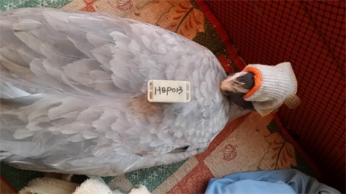 7790±Ø·¢¼¯ÍŹÙÍøÈë¿Ú,ºþÄÏÒ°Éú¶¯Îï×·×Ù,ºþÄÏÎÀÐÇ×·×ÙÆ÷,ºþÄÏ×·×ÙÆ÷ 7790±Ø·¢¼¯ÍŹÙÍøÈë¿Ú,ºþÄÏÒ°Éú¶¯Îï×·×Ù,ºþÄÏÎÀÐÇ×·×ÙÆ÷,ºþÄÏ×·×ÙÆ÷