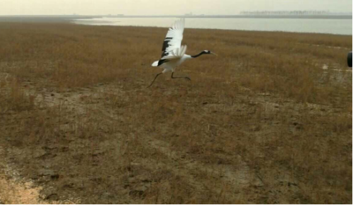 7790±Ø·¢¼¯ÍŹÙÍøÈë¿Ú,ºþÄÏÒ°Éú¶¯Îï×·×Ù,ºþÄÏÎÀÐÇ×·×ÙÆ÷,ºþÄÏ×·×ÙÆ÷ 7790±Ø·¢¼¯ÍŹÙÍøÈë¿Ú,ºþÄÏÒ°Éú¶¯Îï×·×Ù,ºþÄÏÎÀÐÇ×·×ÙÆ÷,ºþÄÏ×·×ÙÆ÷