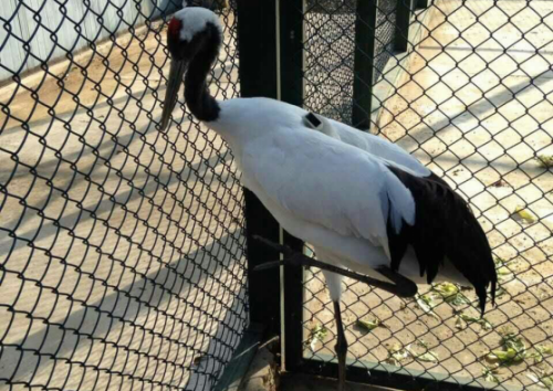 7790±Ø·¢¼¯ÍŹÙÍøÈë¿Ú,ºþÄÏÒ°Éú¶¯Îï×·×Ù,ºþÄÏÎÀÐÇ×·×ÙÆ÷,ºþÄÏ×·×ÙÆ÷ 7790±Ø·¢¼¯ÍŹÙÍøÈë¿Ú,ºþÄÏÒ°Éú¶¯Îï×·×Ù,ºþÄÏÎÀÐÇ×·×ÙÆ÷,ºþÄÏ×·×ÙÆ÷