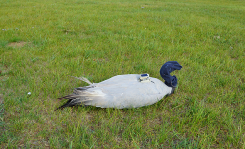 7790必发集团官网入口,湖南野生动物追踪,湖南卫星追踪器,湖南追踪器 7790必发集团官网入口,湖南野生动物追踪,湖南卫星追踪器,湖南追踪器