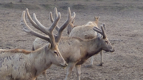 7790�ط����Ź������,����Ұ������׷��,��������׷����,����׷����