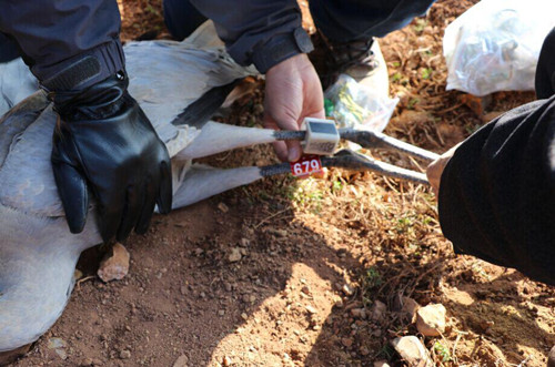 7790必发集团官网入口,湖南野生动物追踪,湖南卫星追踪器,湖南追踪器 7790必发集团官网入口,湖南野生动物追踪,湖南卫星追踪器,湖南追踪器