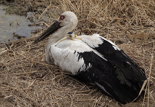 7790±Ø·¢¼¯ÍŹÙÍøÈë¿Ú,ºþÄÏÒ°Éú¶¯Îï×·×Ù,ºþÄÏÎÀÐÇ×·×ÙÆ÷,ºþÄÏ×·×ÙÆ÷ 7790±Ø·¢¼¯ÍŹÙÍøÈë¿Ú,ºþÄÏÒ°Éú¶¯Îï×·×Ù,ºþÄÏÎÀÐÇ×·×ÙÆ÷,ºþÄÏ×·×ÙÆ÷