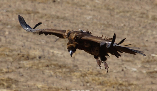 7790±Ø·¢¼¯ÍŹÙÍøÈë¿Ú,ºþÄÏÒ°Éú¶¯Îï×·×Ù,ºþÄÏÎÀÐÇ×·×ÙÆ÷,ºþÄÏ×·×ÙÆ÷ 7790±Ø·¢¼¯ÍŹÙÍøÈë¿Ú,ºþÄÏÒ°Éú¶¯Îï×·×Ù,ºþÄÏÎÀÐÇ×·×ÙÆ÷,ºþÄÏ×·×ÙÆ÷