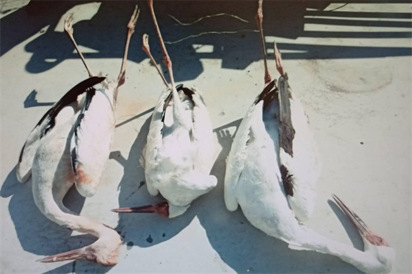 7790�ط����Ź������,����Ұ������׷��,��������׷����,����׷����