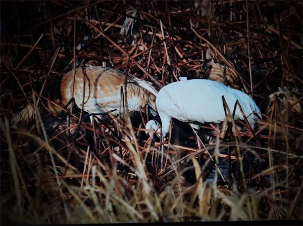 7790�ط����Ź������,����Ұ������׷��,��������׷����,����׷����