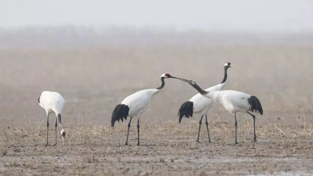 7790�ط����Ź������,����Ұ������׷��,��������׷����,����׷����