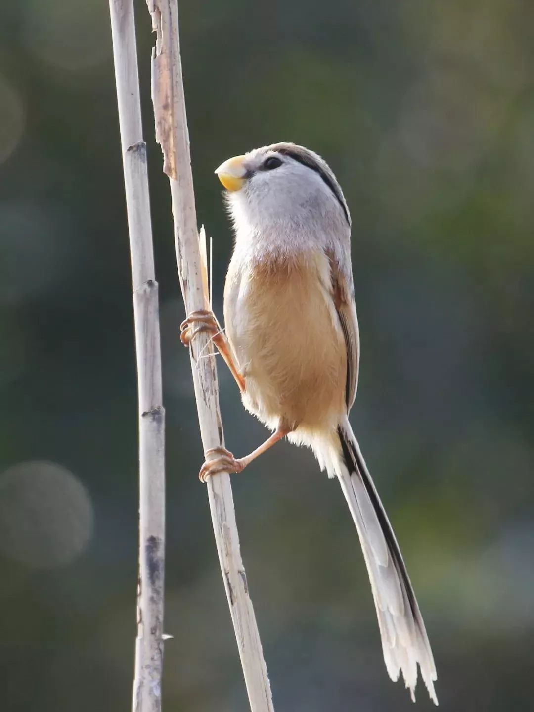 7790�ط����Ź������,����Ұ������׷��,��������׷����,����׷����