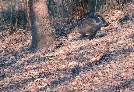 7790�ط����Ź������,����Ұ������׷��,��������׷����,����׷����