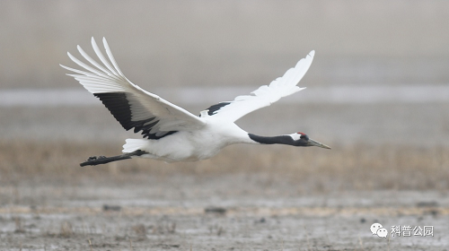 7790�ط����Ź������,����Ұ������׷��,��������׷����,����׷����