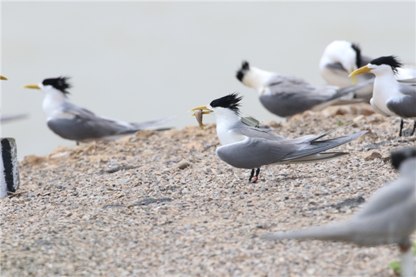 7790必发集团官网入口,湖南野生动物追踪,湖南卫星追踪器,湖南追踪器 7790必发集团官网入口,湖南野生动物追踪,湖南卫星追踪器,湖南追踪器