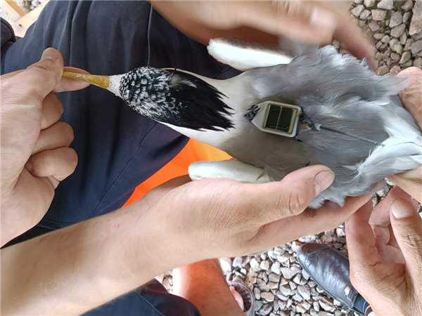 7790必发集团官网入口,湖南野生动物追踪,湖南卫星追踪器,湖南追踪器 7790必发集团官网入口,湖南野生动物追踪,湖南卫星追踪器,湖南追踪器