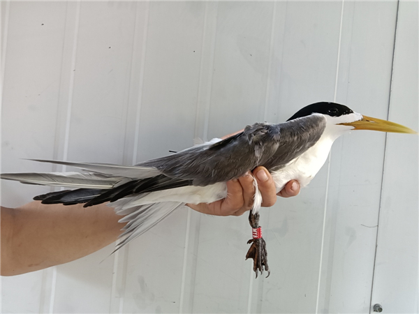 7790必发集团官网入口,湖南野生动物追踪,湖南卫星追踪器,湖南追踪器 7790必发集团官网入口,湖南野生动物追踪,湖南卫星追踪器,湖南追踪器