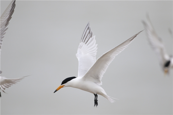 7790必发集团官网入口,湖南野生动物追踪,湖南卫星追踪器,湖南追踪器 7790必发集团官网入口,湖南野生动物追踪,湖南卫星追踪器,湖南追踪器