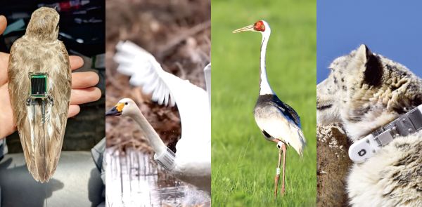 7790±Ø·¢¼¯ÍŹÙÍøÈë¿Ú,ºþÄÏÒ°Éú¶¯Îï×·×Ù,ºþÄÏÎÀÐÇ×·×ÙÆ÷,ºþÄÏ×·×ÙÆ÷ 7790±Ø·¢¼¯ÍŹÙÍøÈë¿Ú,ºþÄÏÒ°Éú¶¯Îï×·×Ù,ºþÄÏÎÀÐÇ×·×ÙÆ÷,ºþÄÏ×·×ÙÆ÷