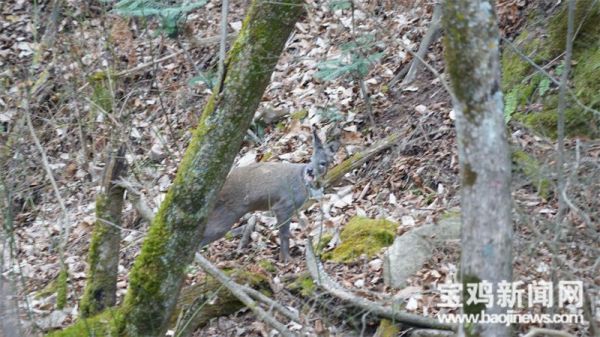 7790�ط����Ź������,����Ұ������׷��,��������׷����,����׷����