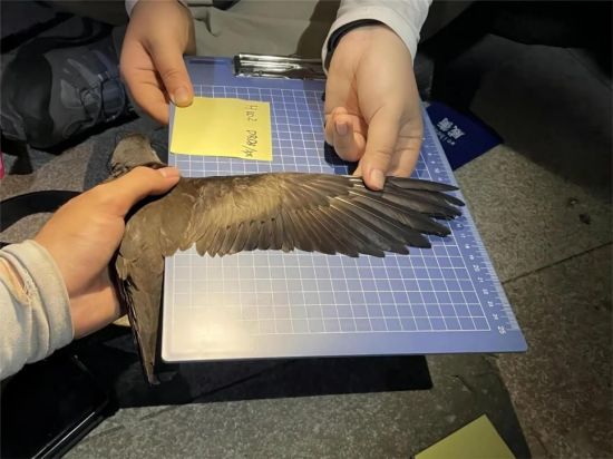 7790±Ø·¢¼¯ÍŹÙÍøÈë¿Ú,ºþÄÏÒ°Éú¶¯Îï×·×Ù,ºþÄÏÎÀÐÇ×·×ÙÆ÷,ºþÄÏ×·×ÙÆ÷ 7790±Ø·¢¼¯ÍŹÙÍøÈë¿Ú,ºþÄÏÒ°Éú¶¯Îï×·×Ù,ºþÄÏÎÀÐÇ×·×ÙÆ÷,ºþÄÏ×·×ÙÆ÷