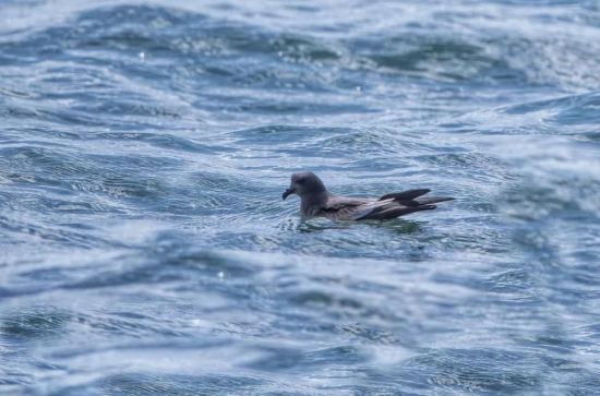 7790±Ø·¢¼¯ÍŹÙÍøÈë¿Ú,ºþÄÏÒ°Éú¶¯Îï×·×Ù,ºþÄÏÎÀÐÇ×·×ÙÆ÷,ºþÄÏ×·×ÙÆ÷ 7790±Ø·¢¼¯ÍŹÙÍøÈë¿Ú,ºþÄÏÒ°Éú¶¯Îï×·×Ù,ºþÄÏÎÀÐÇ×·×ÙÆ÷,ºþÄÏ×·×ÙÆ÷