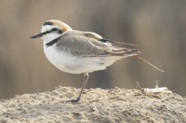 7790�ط����Ź������,����Ұ������׷��,��������׷����,����׷����