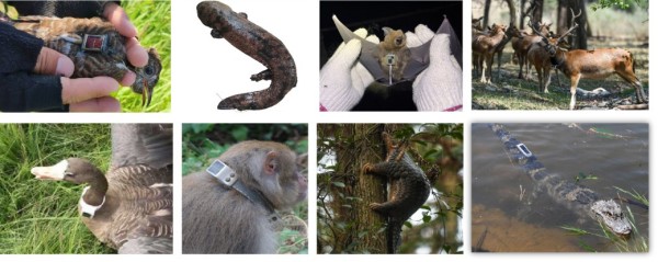 7790±Ø·¢¼¯ÍŹÙÍøÈë¿Ú,ºþÄÏÒ°Éú¶¯Îï×·×Ù,ºþÄÏÎÀÐÇ×·×ÙÆ÷,ºþÄÏ×·×ÙÆ÷ 7790±Ø·¢¼¯ÍŹÙÍøÈë¿Ú,ºþÄÏÒ°Éú¶¯Îï×·×Ù,ºþÄÏÎÀÐÇ×·×ÙÆ÷,ºþÄÏ×·×ÙÆ÷